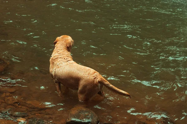 一只湿棕色的狗站在水里环顾四周 — 图库照片