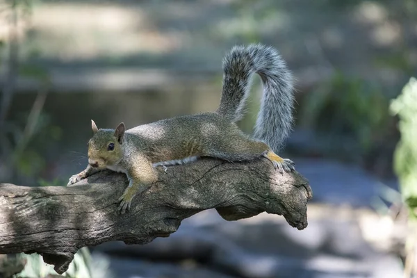 Tiro Close Esquilo Com Uma Cauda Longa Sentado Tronco Árvore — Fotografia de Stock