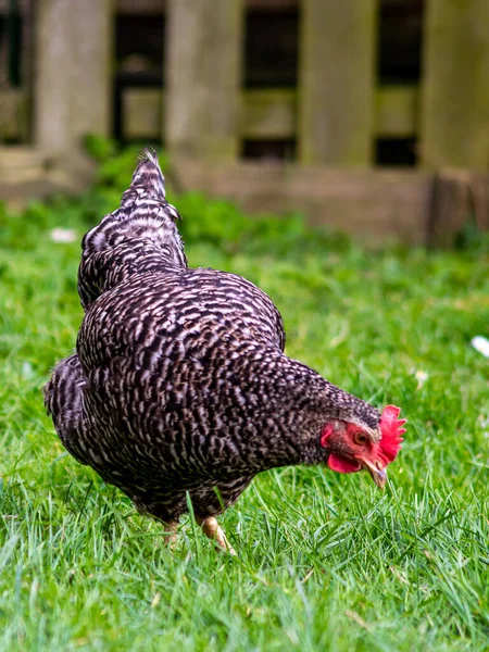 一只小鸡在田野里吃草的垂直特写镜头 — 图库照片