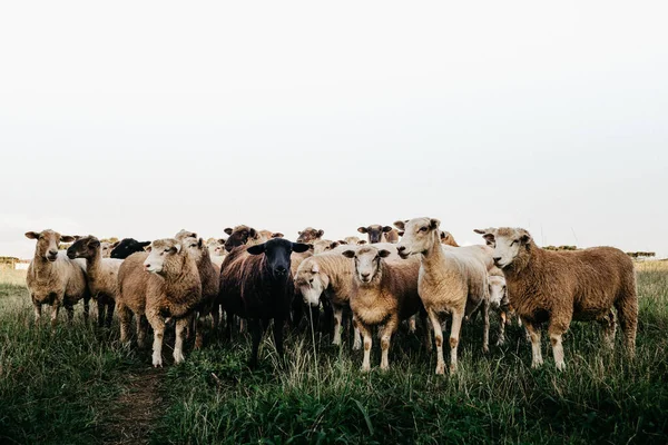 Eine Herde Schafe Weidet Auf Dem Feld — Stockfoto