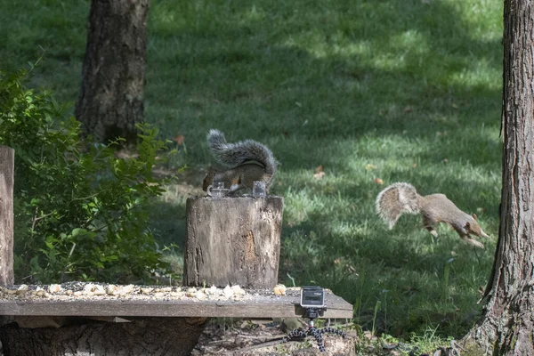 Eine Nahaufnahme Von Eichhörnchen Die Wald Auf Den Baumstämmen Laufen — Stockfoto