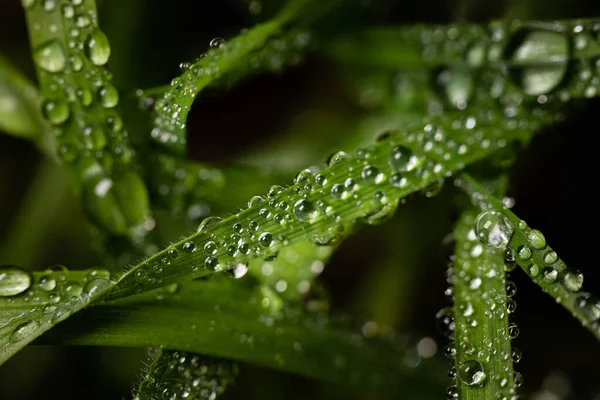 Makro Strzał Kropel Wody Liściach Zielonej Rośliny Perekt Tapety — Zdjęcie stockowe