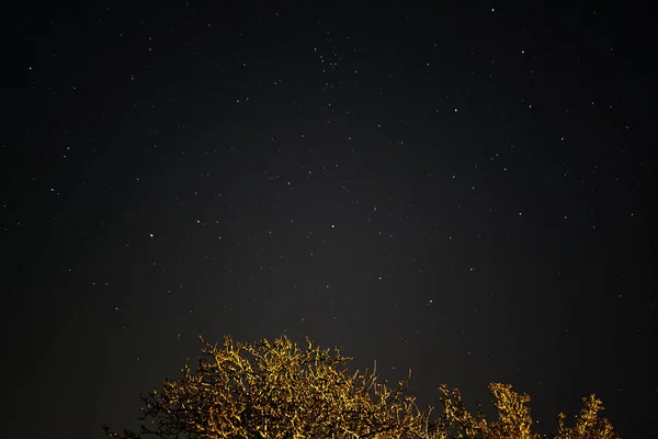 Низькокутний Знімок Гілок Дерев Чудовому Фоні Зоряного Неба — стокове фото