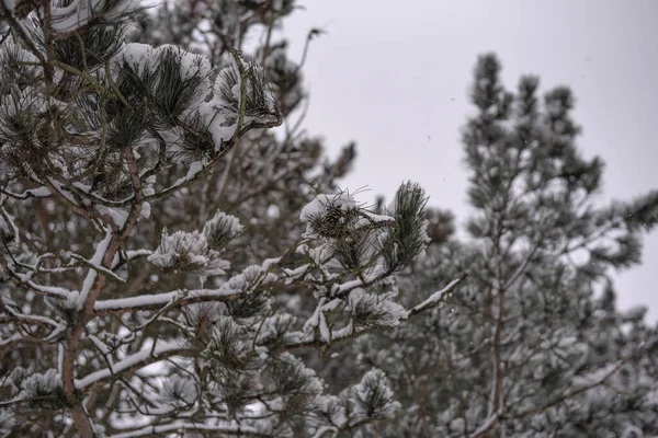 Primo Piano Abeti Ricoperti Neve Parco — Foto Stock