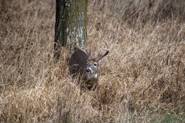 Nahaufnahme Eines Rehs Wald Mit Hohem Gras Vor Einem Baum — Stockfoto