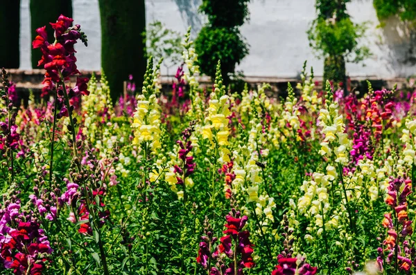 Coloridas Flores Altramuz Jardines Del Alcázar Castillo Los Reyes Cristianos — Foto de Stock