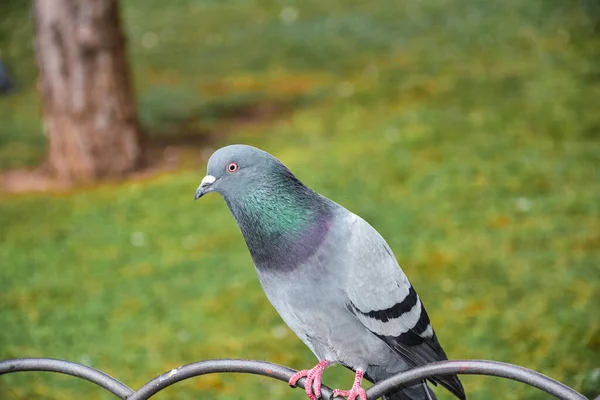 Nahaufnahme Einer Taube Die Auf Dem Metallzaun Sitzt — Stockfoto