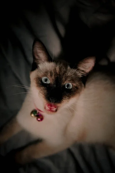 Vertical Shot Siamese Cat — Stock Photo, Image