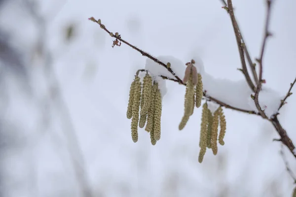 Primo Piano Rami Albero Con Foglie Secche Ricoperte Neve Parco — Foto Stock