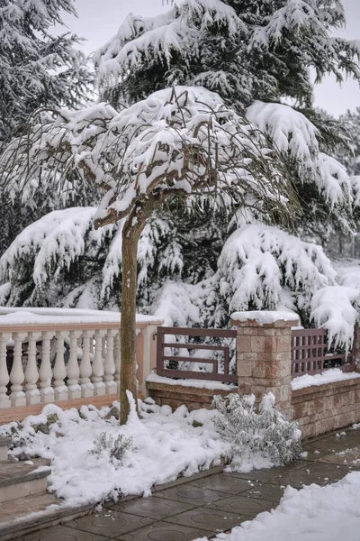 Μια Κάθετη Λήψη Από Όμορφα Έλατα Καλυμμένα Χιόνι Που Περιβάλλεται — Φωτογραφία Αρχείου