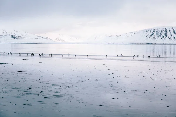 Piękne Ujęcie Jeziora Ptakami Wybrzeżu Pasmem Górskim Śniegu Tle — Zdjęcie stockowe