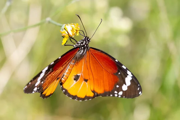 Une Mise Point Sélective Beau Papillon Danaus Chrysippus — Photo