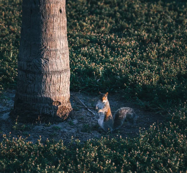 Une Mise Point Sélective Écureuil Sur Sol Près Palmier — Photo