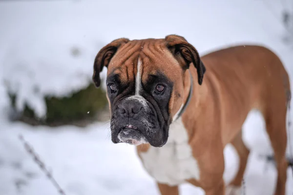 Bulldog Marrone Che Passeggia Nel Parco Innevato Una Fredda Giornata — Foto Stock