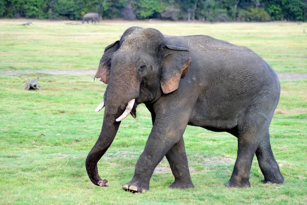 Bonito Elefante Ceilão Andando Grama Procura Comida — Fotografia de Stock