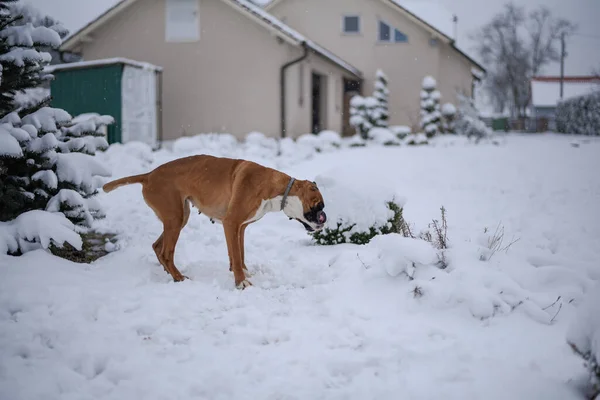 Een Bruine Bulldog Wandelen Een Park Bedekt Met Sneeuw Een — Stockfoto