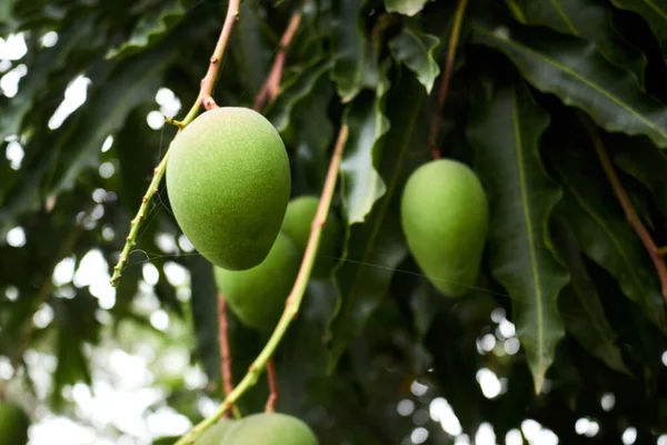 Μια Κοντινή Άποψη Των Ακατέργαστων Πράσινων Φρούτων Μάνγκο Που Κρέμονται — Φωτογραφία Αρχείου