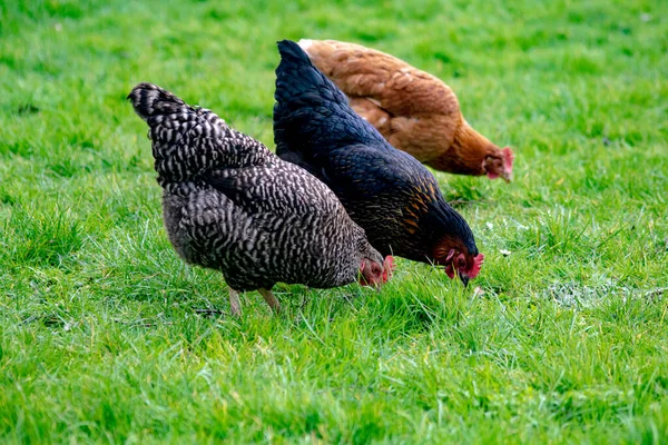 들판에서 무리의 닭들의 — 스톡 사진