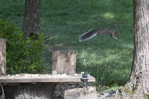 Gros Plan Écureuils Courant Dans Forêt Sur Les Troncs Des — Photo