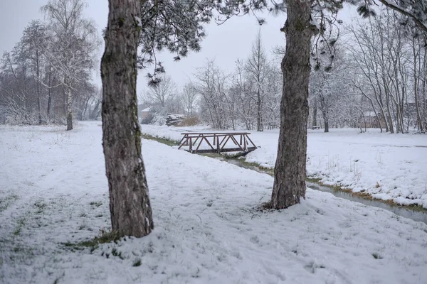 Een Prachtig Winterlandschap Een Park Met Bladloze Bomen Bedekt Met — Stockfoto
