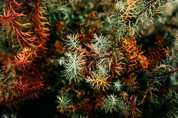 Ένα Κοντινό Πλάνο Του Πολύχρωμου Φυτού — Φωτογραφία Αρχείου