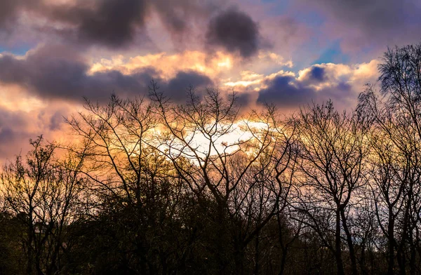 Beau Cliché Sommet Sec Des Arbres Sur Fond Ciel Sombre — Photo