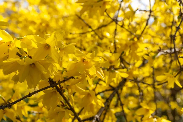 Fiori Gialli Sui Rami Una Fioritura — Foto Stock