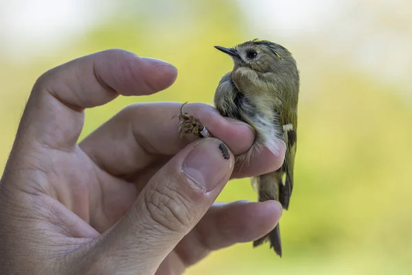 Una Persona Che Tiene Cresta Oro Regulus Regulus Durante Una — Foto Stock