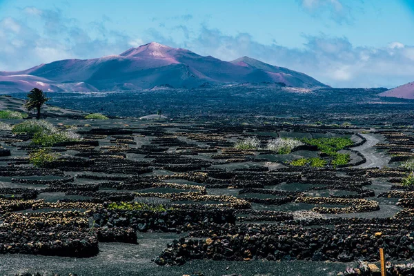 Gyönyörű Kilátás Nyílik Szőlő Vulkanikus Talaj Lanzarote Kanári Szigetek Spanyolország — Stock Fotó