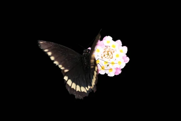 Papillon Noir Sur Fleur Isolé Sur Fond Noir — Photo