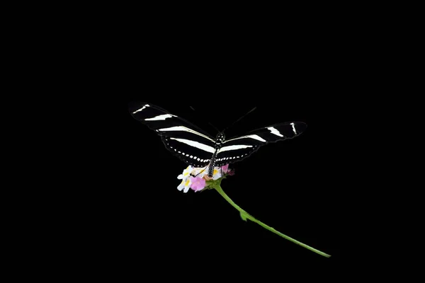 Μια Πεταλούδα Ελικονιδική Ζέβρα Ένα Φυτό Απομονωμένο Μαύρο Φόντο — Φωτογραφία Αρχείου