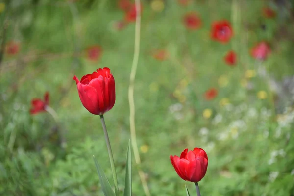 Крупним Планом Знімок Красивих Червоних Тюльпанів Полі Розмитому Фоні — стокове фото