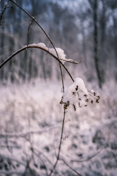 Een Verticaal Shot Van Besneeuwde Boomtakken Wazige Achtergrond — Stockfoto