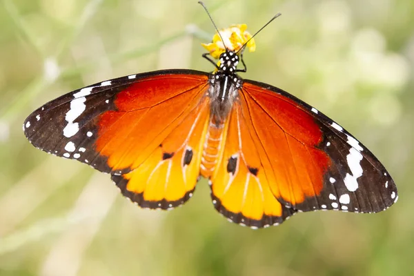 Une Mise Point Sélective Beau Papillon Danaus Chrysippus — Photo