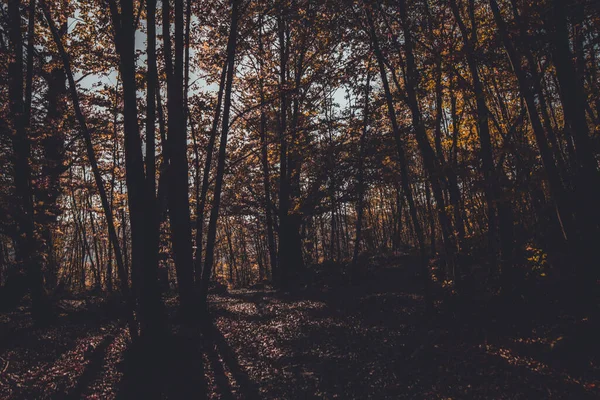 Uma Bela Vista Árvores Altas Uma Floresta Outono — Fotografia de Stock