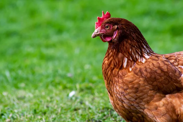 一只小鸡在田野里吃草的特写镜头 — 图库照片