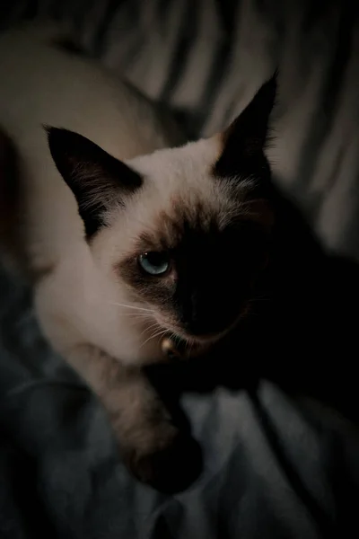 ภาพแนวต งของแมวไซมาส — ภาพถ่ายสต็อก