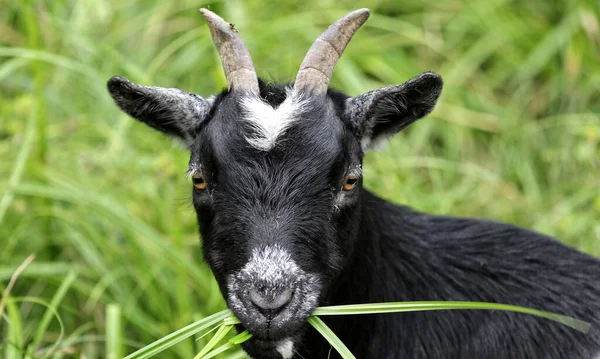 Closeup Cute Black Goat White Mark Forehead Grazing Grass — Stock Photo, Image