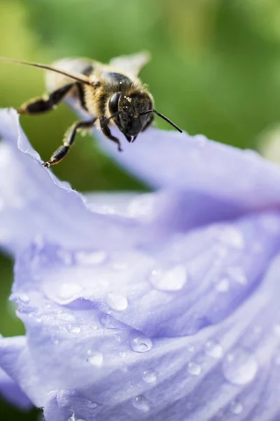 Méhecske Szelektív Fókuszképe Ahogy Virágport Gyűjt — Stock Fotó