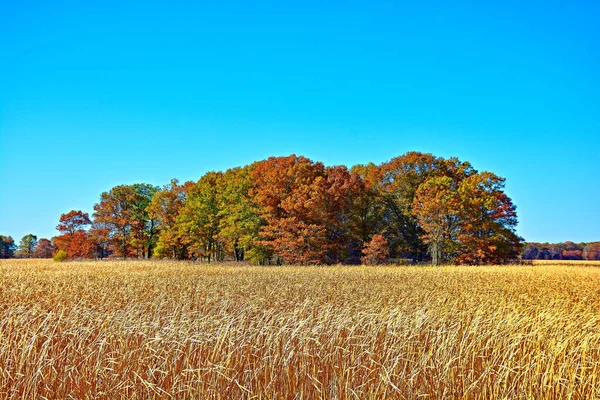 Eine Schöne Aufnahme Von Herbstbäumen Auf Einer Wiese — Stockfoto