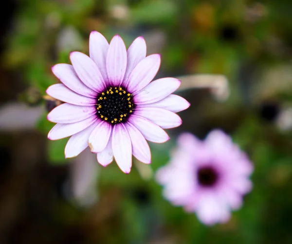 Eine Schöne Afrikanische Gänseblümchen Osteospermum Blume — Stockfoto