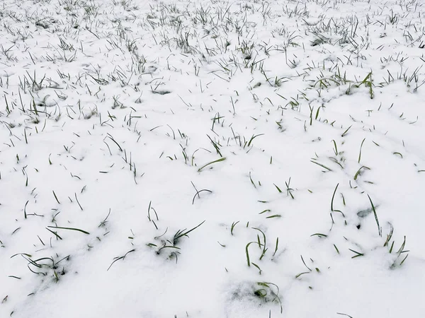 Een Close Shot Van Besneeuwde Grond Met Gras Laten Zien — Stockfoto