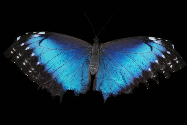 Mariposa Morfo Azul Aislada Sobre Fondo Negro — Foto de Stock