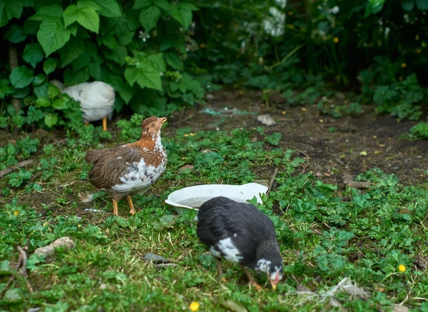 Různá Kuřata Volně Potulují Dvoře — Stock fotografie