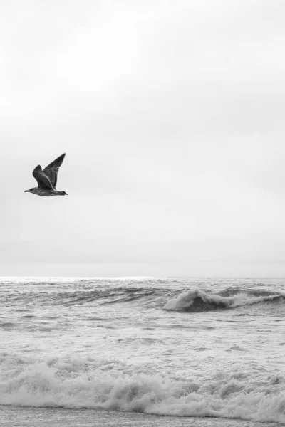 Pionowe Ujęcie Mewy Latającej Nad Morzem Skali Szarości — Zdjęcie stockowe