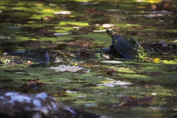 Eine Selektive Fokusaufnahme Einer Schildkröte Teich — Stockfoto