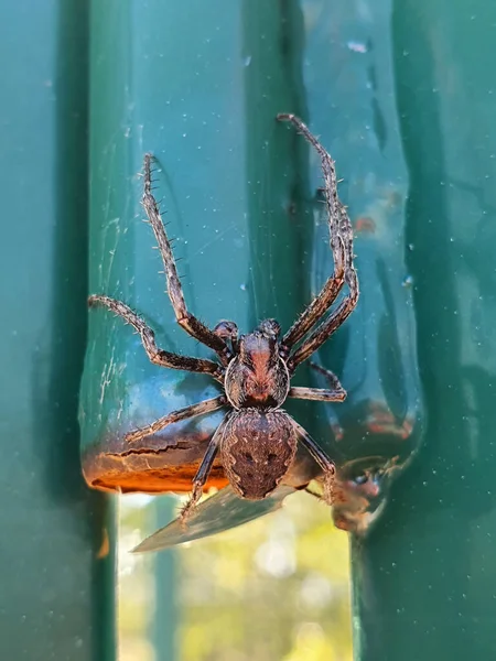 Yeşil Bir Yüzey Üzerinde Koyu Büyük Bir Örümceğin Üst Görüntüsü — Stok fotoğraf