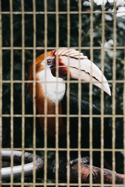 Closeup Vertical Portrait Great Hornbill Bird Cage Bars Zoo — Stock Photo, Image