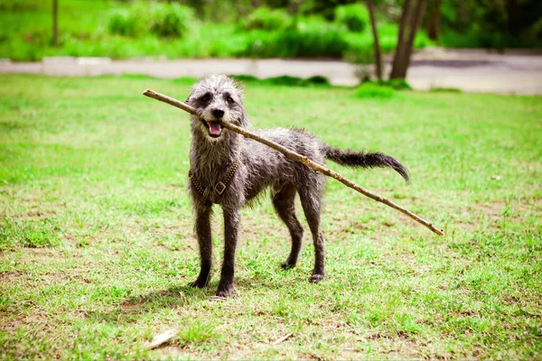 Selective Focus Shot Irish Wolfhound Wood Stick Its Mouth Park — Stock Photo, Image