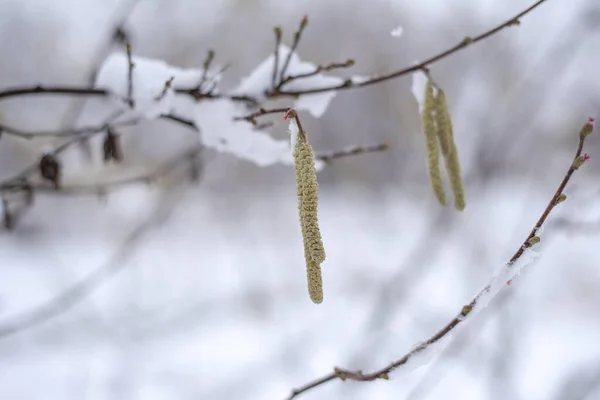Крупный План Ветвей Деревьев Сухими Листьями Покрытыми Снегом Парке Размытом — стоковое фото